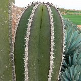 Lophocereus marginatus ©JL.jpg